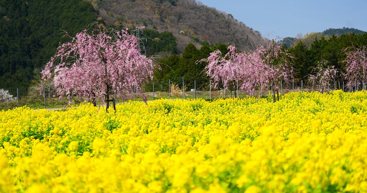 枝垂れ桜もこれから大きくなるのが楽しみ