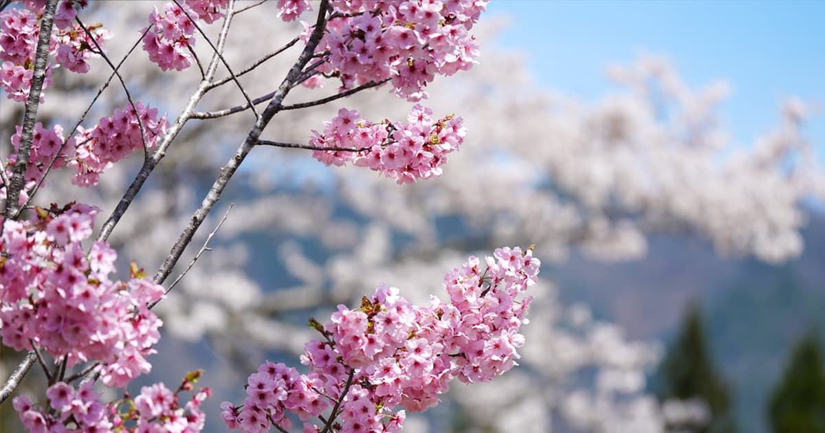 桜と河津桜が同時に楽しめるのも嬉しい