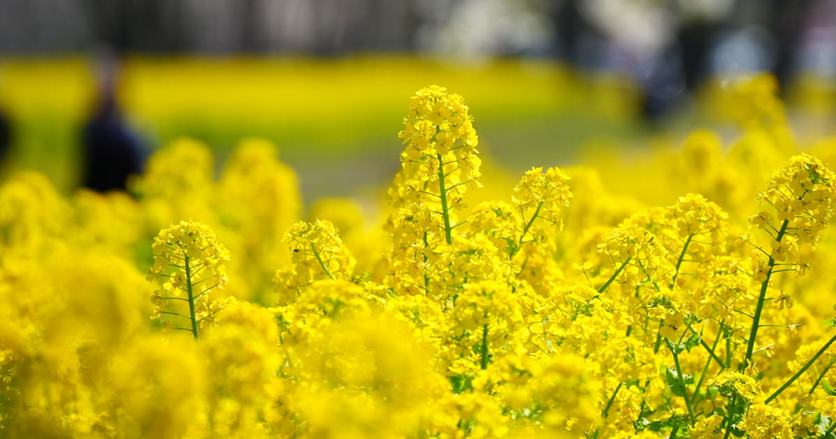 艶やかな黄色い葉の花に癒される