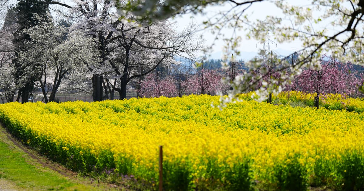 満開の菜の花を見るために来る価値はある!