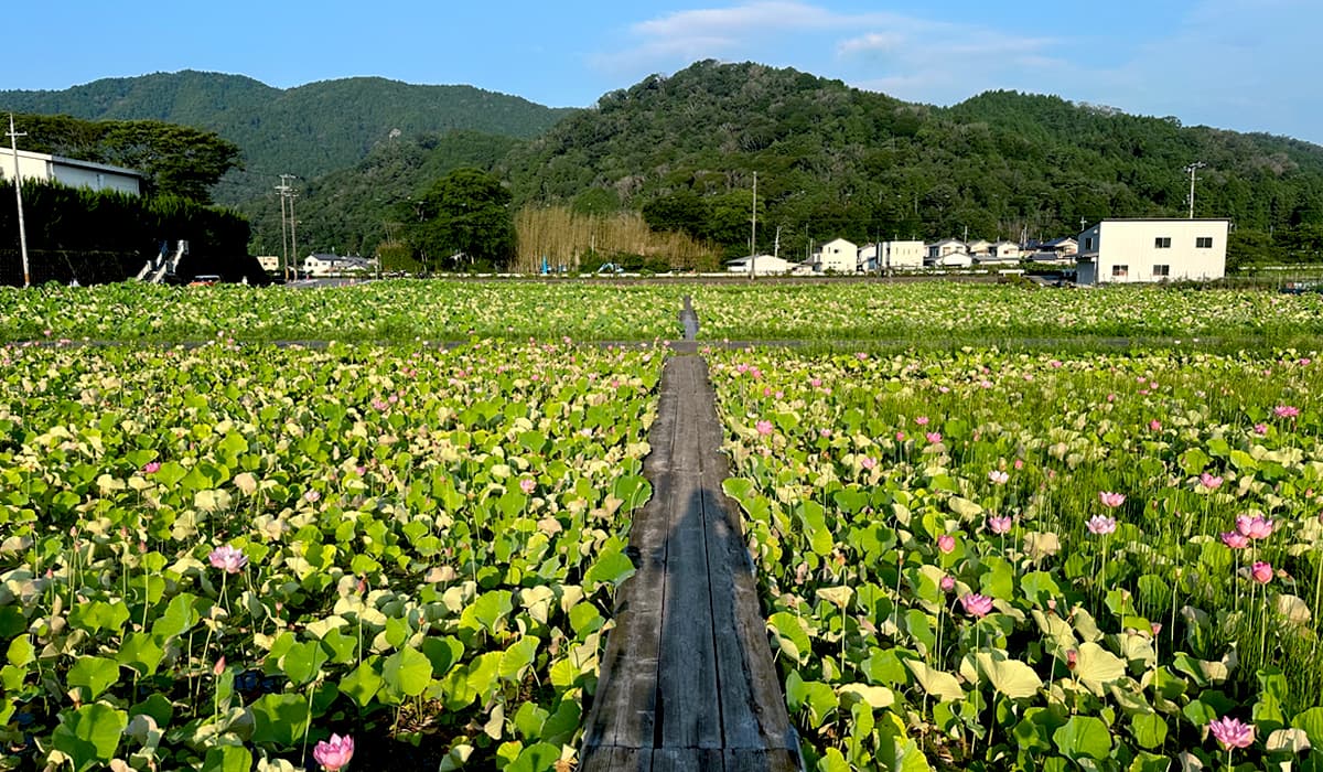 「ヤマサ蒲鉾 夢前 蓮の花苑」には、約12,000平方メートルの植栽面積を誇る蓮池