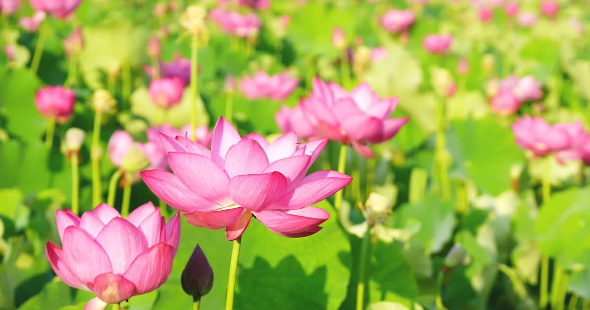 夢前 蓮の花苑|午前中にしか楽しめない蓮の花