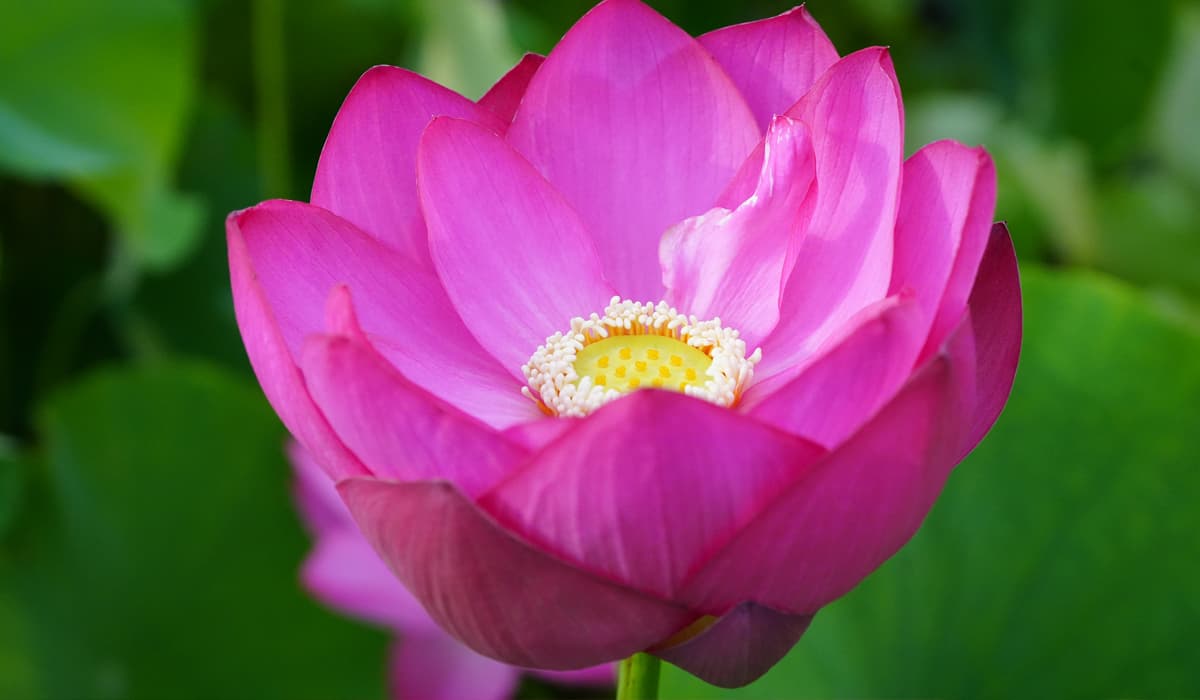 夢前 蓮の花苑の蓮は種類豊富