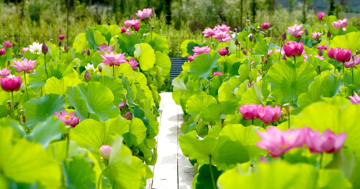 夢前 蓮の花苑は、木造の散策路が整備されている