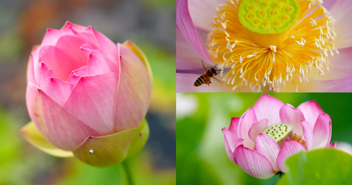 夢前 蓮の花苑では色々な表情の蓮を間近で撮影できる