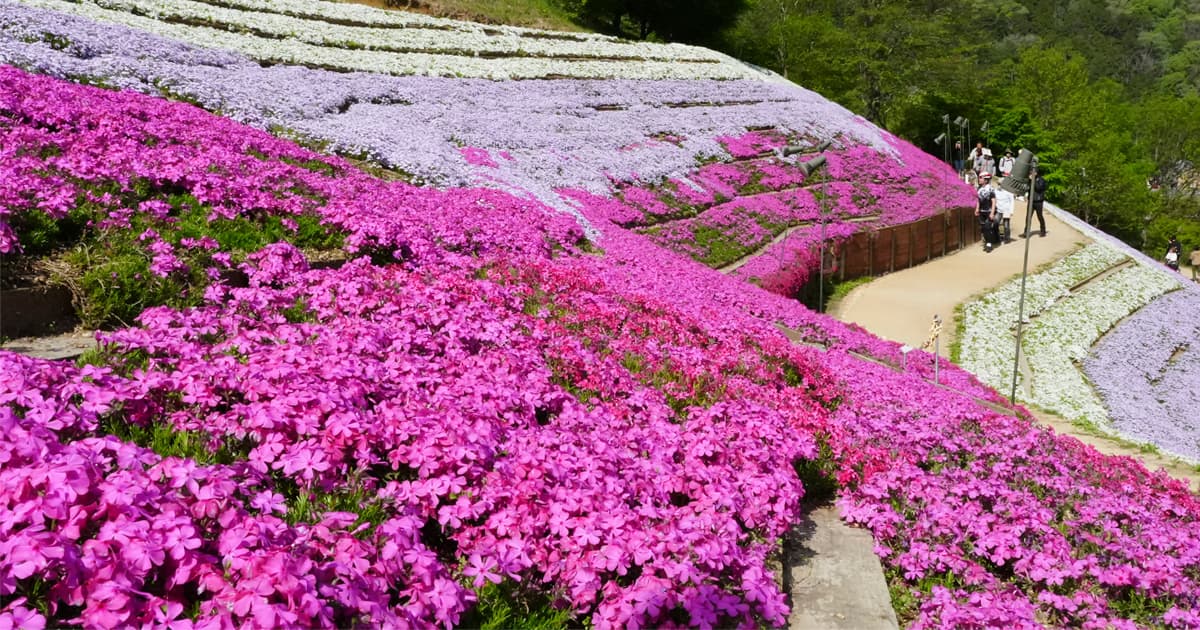ヤマサ蒲鉾の芝桜の小道最大の魅力は、山の斜面を埋め尽くす鮮やかな芝桜の景色