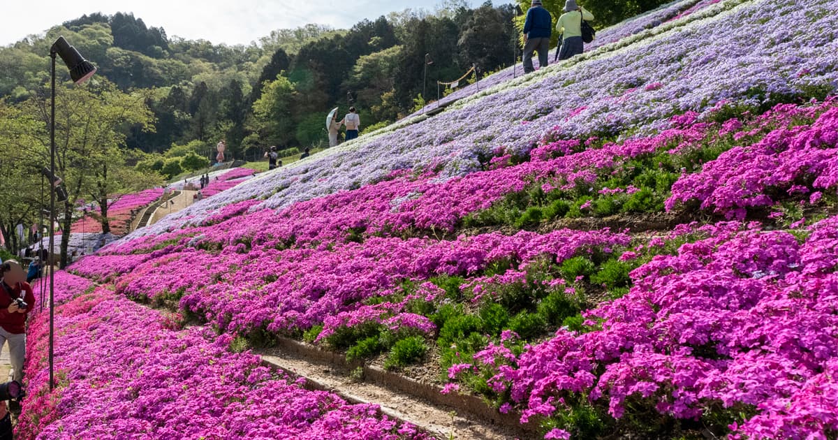 芝桜の小道をぐるりと一周すると往復 約1.5km