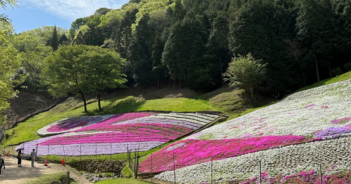 芝桜の小道|奥側にも芝桜園がある