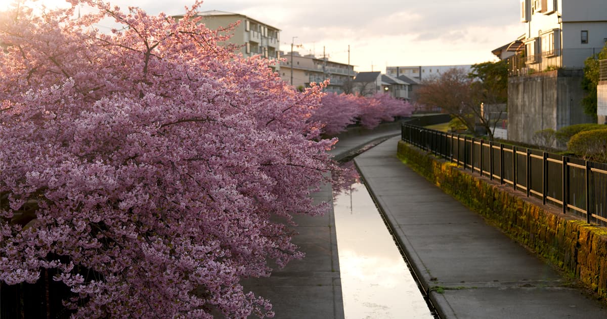 淀水路の河津桜|朝日に照らされた河津桜