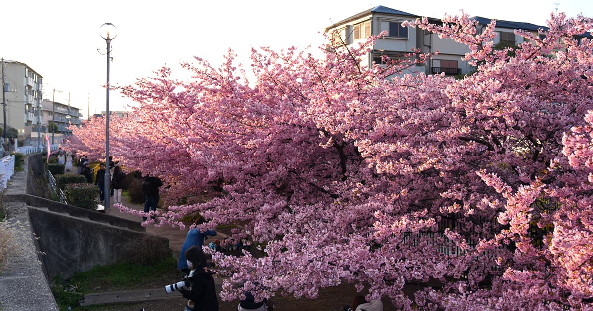 淀水路 河津桜の水路沿いの散策路は朝から人であふれていた
