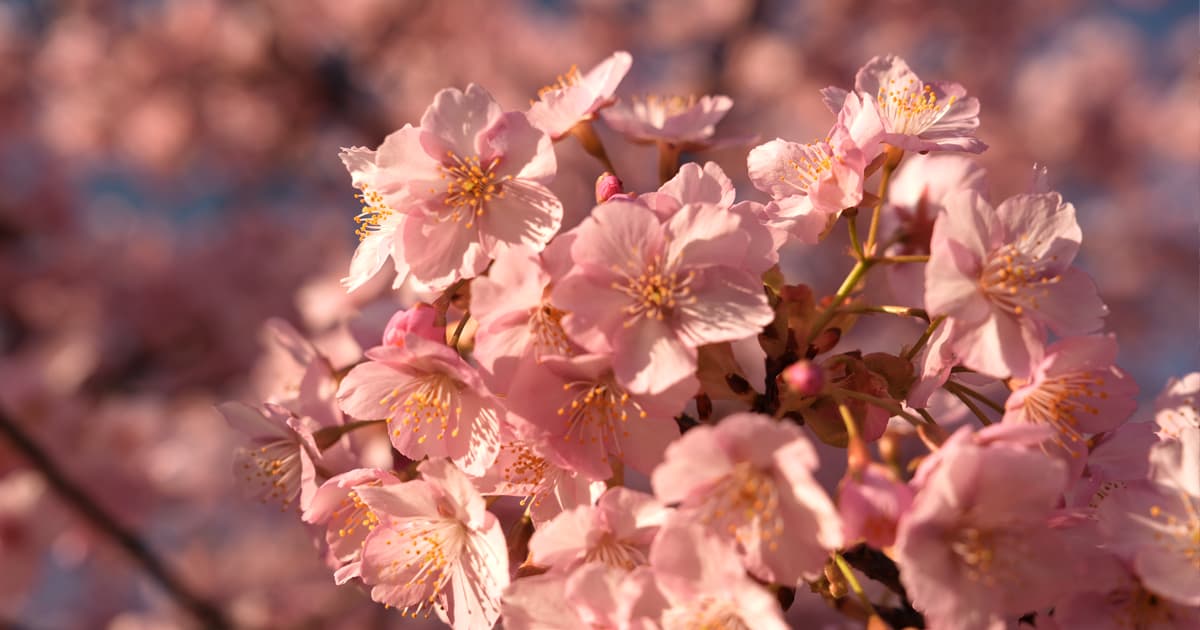 朝日に照らされた河津桜は、色が儚く美しい