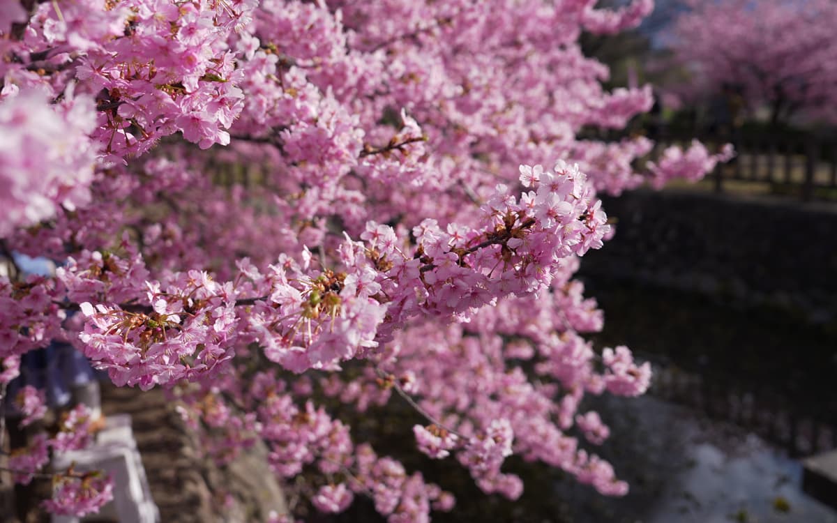 青空の下の河津桜はピンクが際立つ!