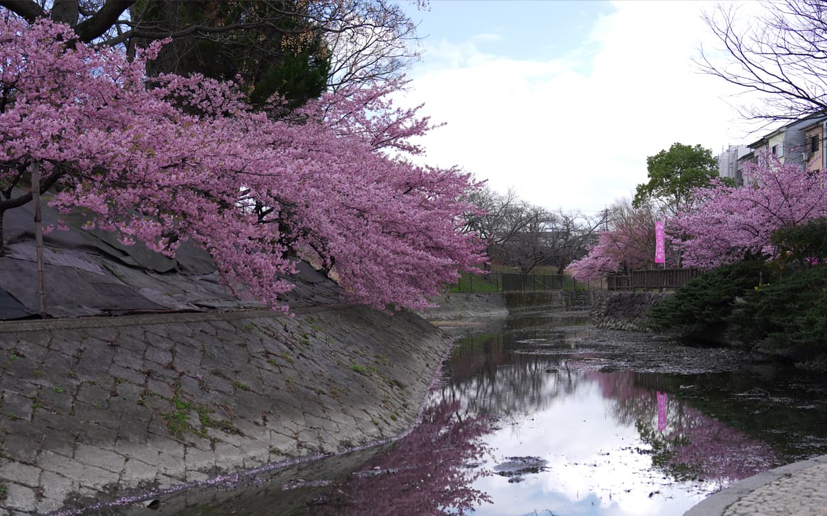 淀水路 河津桜のリフレクションが美しい