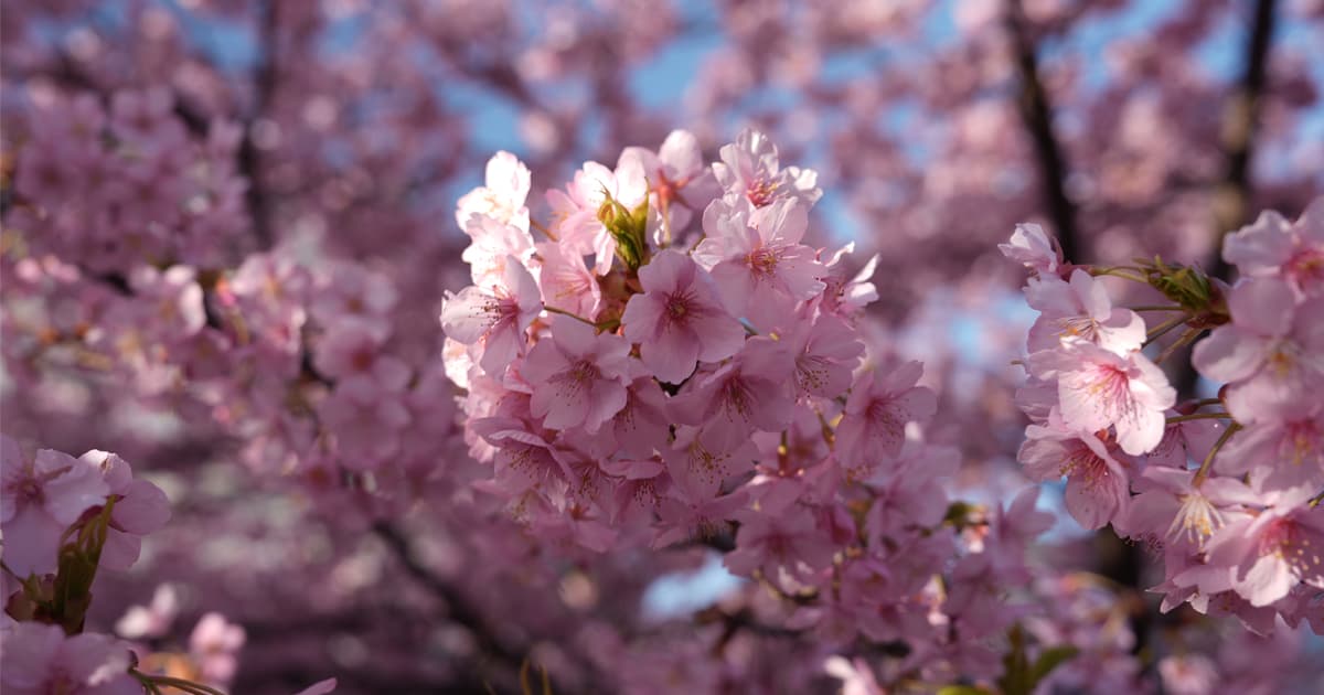 青空の下の河津桜は愛らしい