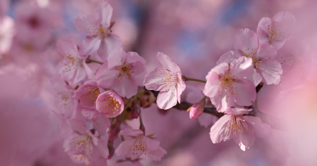 満開の河津桜のなかで撮影すると幻想的な写真が撮れる