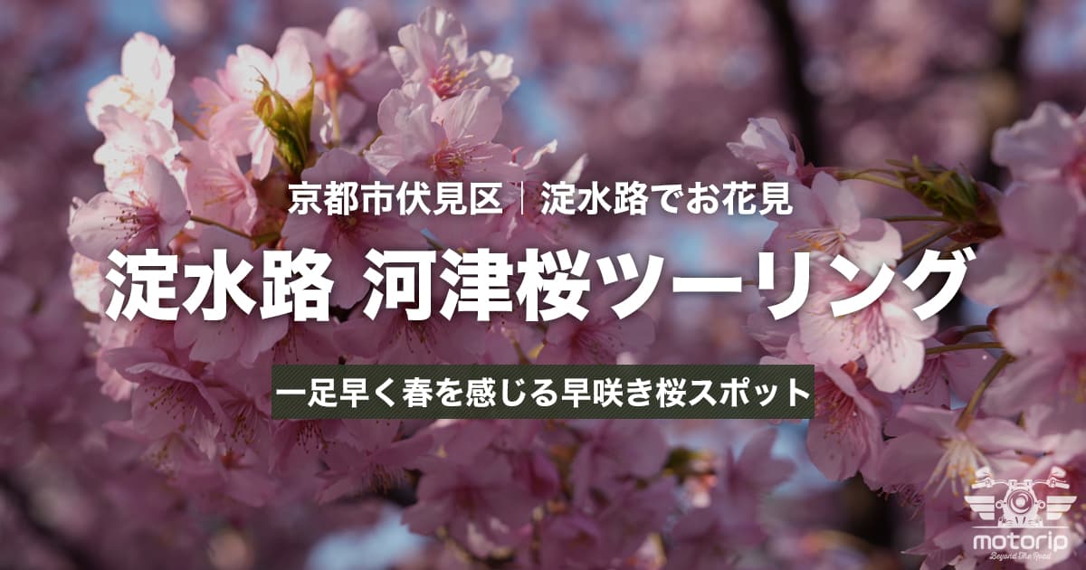 京都・淀水路の河津桜ツーリング｜一足早く春を感じる早咲き桜スポット